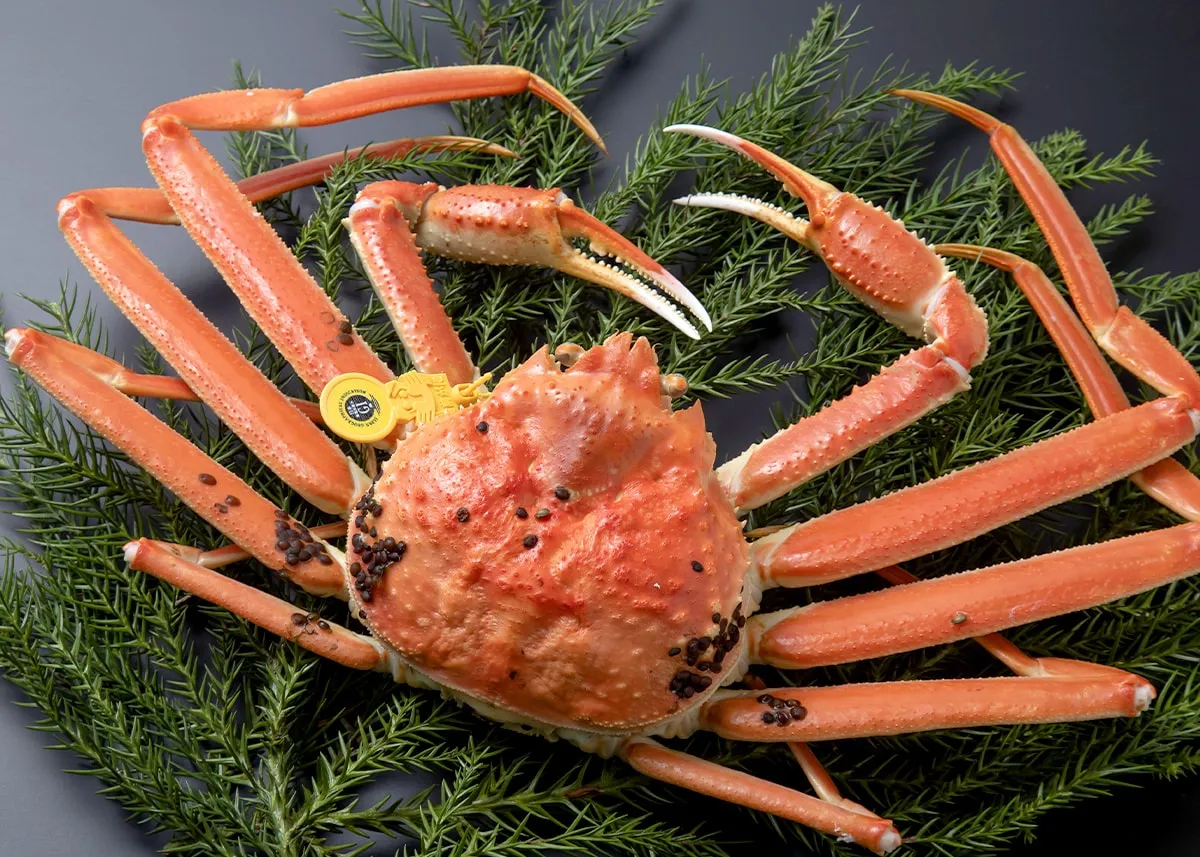 Echizen Crab