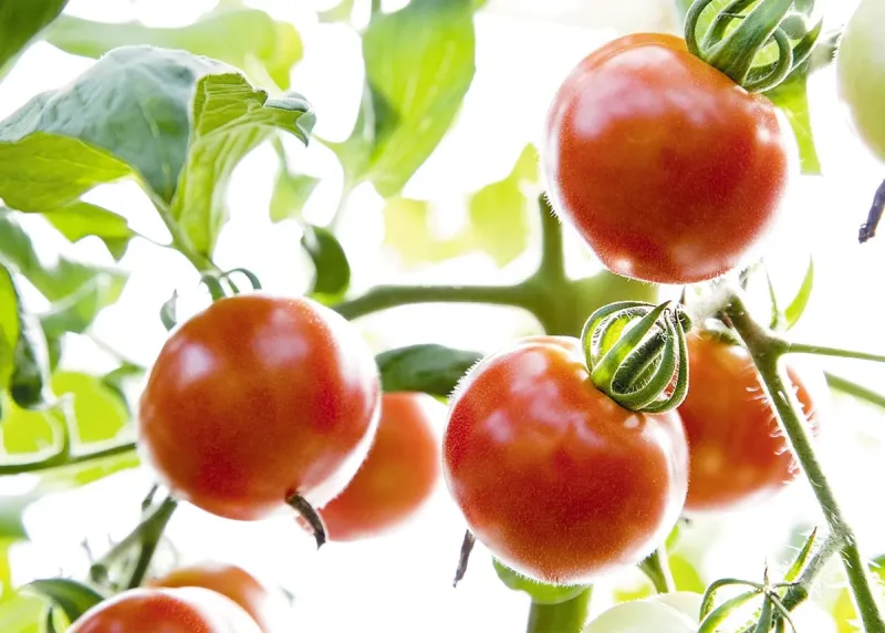 Koshi-no-Ruby Tomatoes